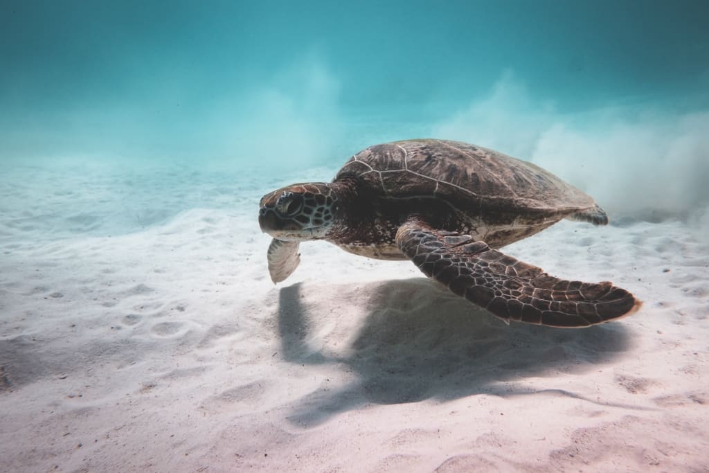 Sea turtle